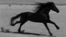 Horse running